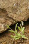 Small-flowered Forget-me-not