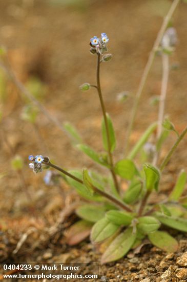 Myosotis laxa