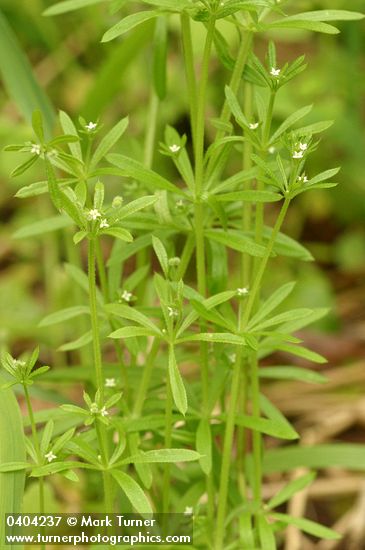 Galium aparine