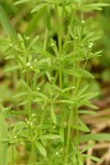 Bedstraw