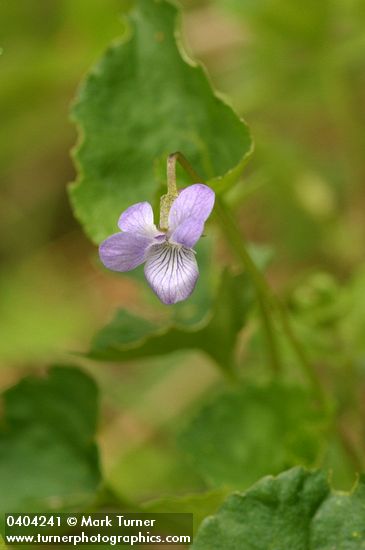 Viola howellii