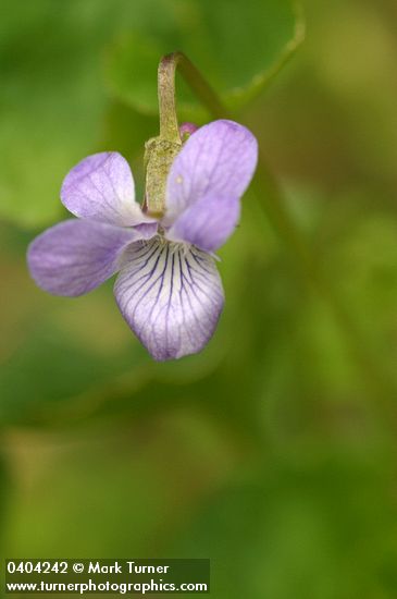 Viola howellii