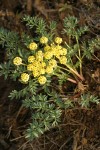 Cous Lomatium