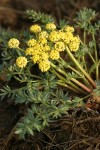 Cous Lomatium