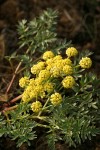 Cous Lomatium