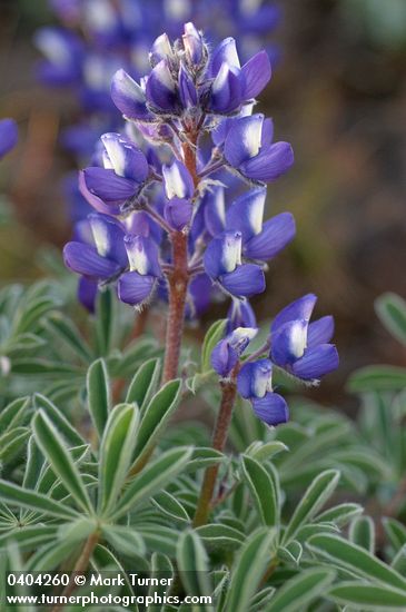 Lupinus saxosus