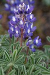 Stony-ground Lupine blossoms & foliage