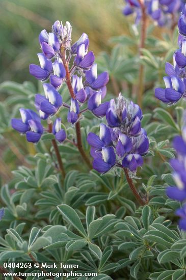 Lupinus saxosus