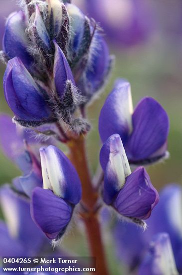 Lupinus saxosus