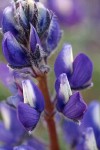 Stony-ground Lupine blossoms detail