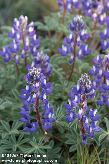 Lupinus saxosus