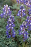 Stony-ground Lupine