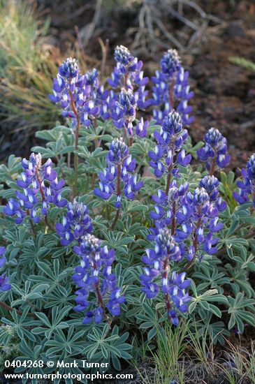 Lupinus saxosus