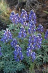 Stony-ground Lupine