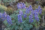 Stony-ground Lupine