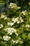 Black Hawthorn blossoms & foliage