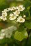 Black Hawthorn blossoms & foliage detail