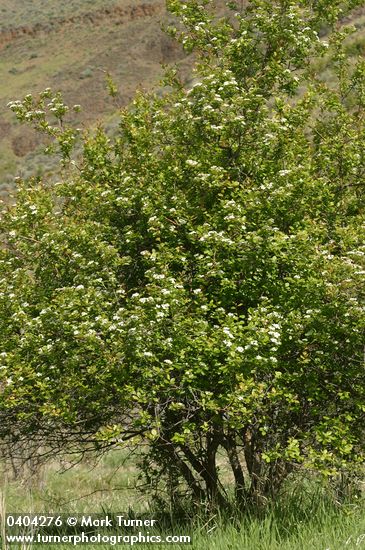 Crataegus douglasii var. douglasii