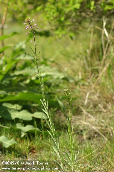 Arabis divaricarpa