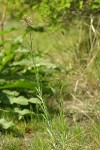 Spreading-pod Rockcress