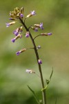 Spreading-pod Rockcress blossoms & cauline leaves detail