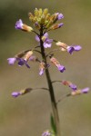 Spreading-pod Rockcress blossoms detail