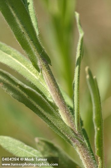 Arabis divaricarpa