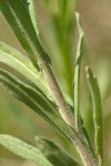 Spreading-pod Rockcress cauline leaves & stem detail