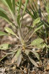 Spreading-pod Rockcress basal leaves & stem detail