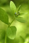 Madwort blossom & foliage detail