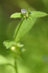 Madwort blossom & foliage detail