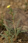 White-stemmed Stick-leaf