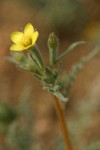 White-stemmed Stick-leaf blossom & foliage detail