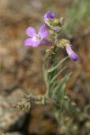 Rock Penstemon