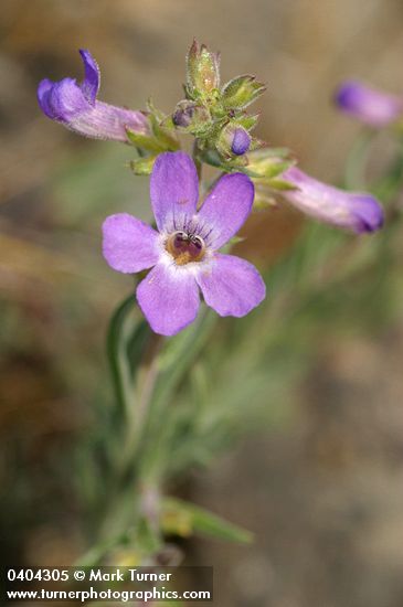 Penstemon gairdneri