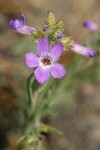 Rock Penstemon blossom & foliage