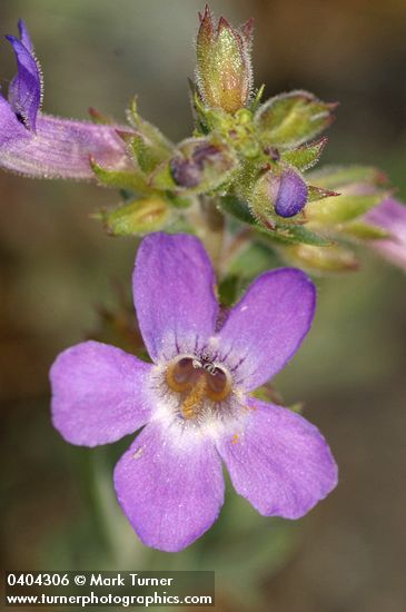 Penstemon gairdneri