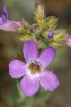 Rock Penstemon blossom detail