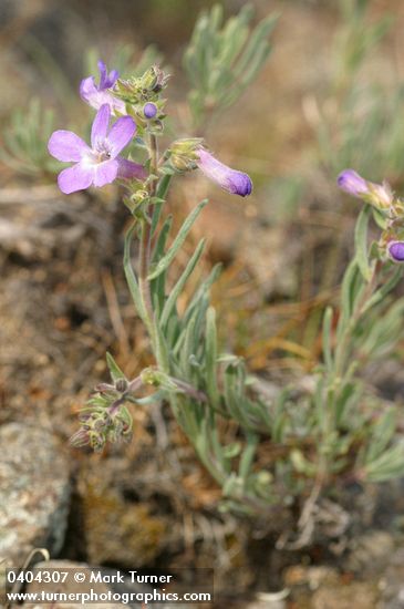 Penstemon gairdneri