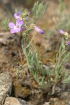 Rock Penstemon