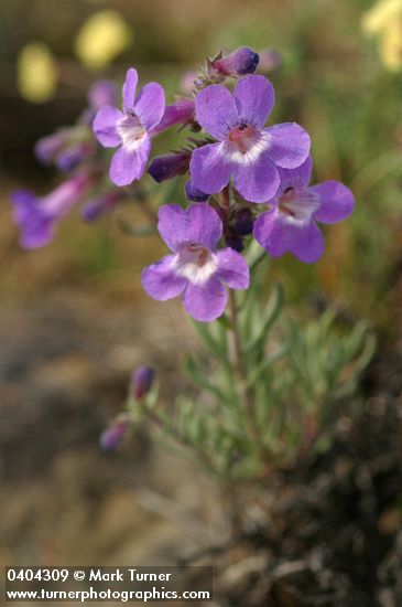 Penstemon gairdneri