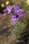 Rock Penstemon