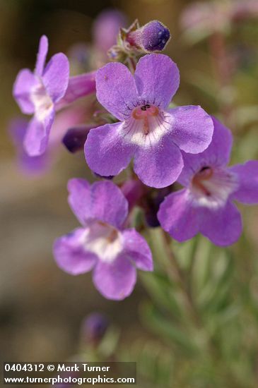 Penstemon gairdneri