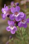 Rock Penstemon blossoms detail