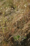 Strict Desert Buckwheat