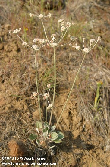 Eriogonum strictum