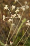 Strict Desert Buckwheat infloresence detail