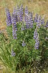 Sulphur Lupine