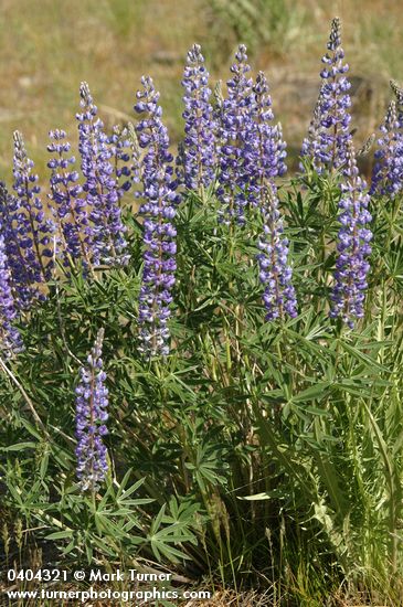 Lupinus sulphureus