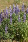 Sulphur Lupine